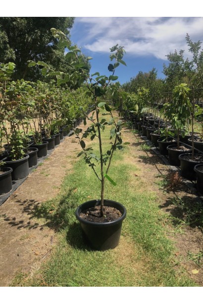 Айва яблуковидна Олена контейнер